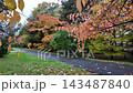 Vibrant Autumn foliage in Toyohira Park Sapporo Japan 143487840