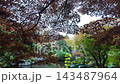 Vibrant autumn leaves and Japanese garden at Toyohira Park Sapporo 143487964