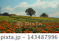 九重花卉公園裡，橙色和黃色的萬壽菊盛開，一棵孤樹在秋天的天空下顯得格外醒目。 143487996