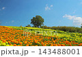 九重花卉公園裡，萬壽菊盛開，生氣勃勃；一棵孤樹在湛藍的秋日天空下格外醒目。 143488001