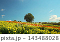 九重花卉公園裡，萬壽菊盛開，生氣勃勃；一棵孤樹在湛藍的秋日天空下格外醒目。 143488028