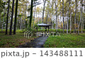 Wooden gazebo in white birch forest during autumn at Toyohira Park Sapporo 143488111