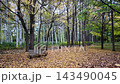 An empty wooden park bench sits on a carpet of fallen yellow leaves in Toyohira Park, Sapporo, during the peak of autumn season. 143490045