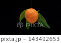 A video of a mandarin orange with leaves spinning against a black background; loop playback is possible. 143492653