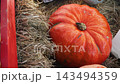 Top view of large ripe orange pumpkin lying on hay. Harvest stored at farm. Festive decoration at holiday fair. 143494359