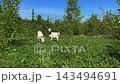 Two Goats Graze and Nuzzle in a Green Meadow 143494691