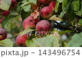 Ripe red apples hanging on apple tree branch in orchard, arc shot. Cluster of bright juicy fruits on autumn day with soft lighting. 143496754