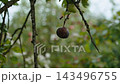 Small completely rotten apple hangs on branch in orchard. Diseases of fruit trees, spoiled and dangerous fruits without people, medium shot. 143496755