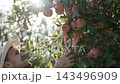 Farmer in hat happily inspecting tree branches laden with ripening apples in sunlight. Fruit tree harvest in organic small family business orchard. 143496909