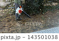 A worker using a leaf blower to clear debris near a garden hedge, capturing seasonal grounds maintenance and landscaping tasks performed with professional power equipment outdoors 143501038
