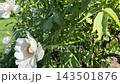 Tree peony white flowers Paeonia suffruticosa bush in spring. 143501876
