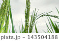 Close-up of an ear of rice in the rice fields 143504188