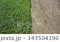 aerial view of a sugar cane field. sugar cane harvesting 143504190
