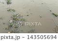Floating Vegetation and Debris in Murky Water 143505694