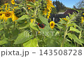 Black butterfly resting with wings open on veined sunflower leaf in sunny backyard garden with tall yellow blooms and green foliage 143508728