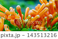オレンジ色 オレンジ 橙 143513216