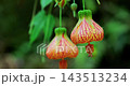 クロ－ズアップ クローズアップ 接写 143513234