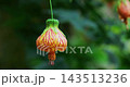 クロ－ズアップ クローズアップ 接写 143513236