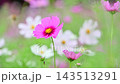 美麗的粉紅色波斯菊 143513291