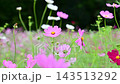 美麗的粉紅色波斯菊 143513292