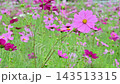 美麗的粉紅色波斯菊 143513315