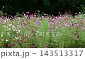 一片美麗迷人的波斯菊花田，正值盛放。 143513317