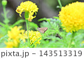 一隻弄蝶停在一朵黃色的花上，正在吸食花蜜。 143513319
