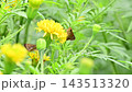 一隻弄蝶停在一朵黃色的萬壽菊上。 143513320