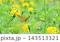 一隻豹紋蝶棲息在一朵黃色的花上，吸食花蜜。 143513321