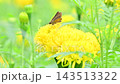一隻弄蝶停在一朵黃色的花上，正在吸食花蜜。 143513322