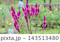 明亮、深粉紅色的雞冠花 143513480