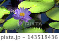 Close-up of pale purple water lilies floating on the water's surface (4K) 143518436