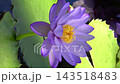 [Vertical Video] Close-up of pale purple water lilies blooming in a greenhouse pond (4K) 143518483