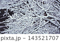 Tree Branches Covered with Thick Fluffy Snow in a Winter Park 143521707
