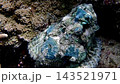 偽裝在岩礁中的石頭魚 143521971