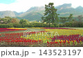 九重花卉公園裡盛開著五彩繽紛的雞冠花，雄偉的九重山脈在背景中巍峨聳立。 143523197