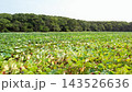 宮崎縣小水池公園鳥瞰圖 143526636