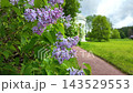 Bright lilac bushes in the park. Slowmotion 143529553