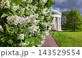 Bright lilac bushes in the park. Slowmotion 143529554