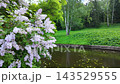 Bright lilac bushes in the park. Slowmotion 143529555