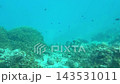 Tropical Reef Fish Above Rocky Ocean Bottom 143531011