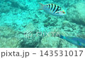 Striped Reef Fish Exploring Shallow Tropical Water 143531017