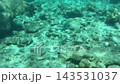 Exploring the Shallow Coral Reef in Maldives 143531037