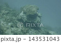 Tropical Fish Swimming Along Deep Blue Coral Reef 143531043
