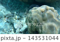 Underwater Rocks and Sunlit Reef Formations 143531044