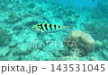 Colorful Striped Reef Fish in Clear Ocean Water 143531045
