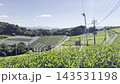 【福岡県八女市】八女中央大茶園に広がる緑豊かな茶畑と雄大な田園風景 143531198