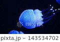 Tropical Jellyfish Phyllorhiza punctata white-spotted jellyfish aka floating bell, Australian spotted jellyfish underwater 143534702