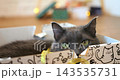 Timid grey cat stays tucked inside patterned gift box indoors, showing signs of pet anxiety and stress. Alert feline lowers head slowly into cardboard sanctuary. sheremetyevo international airport 143535731