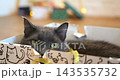 Grey cat rests quietly inside decorated cardboard box while looking around room. Curious domestic feline peeks above cardboard edge with alert green eyes. sheremetyevo international airport 143535732